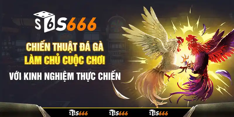 Chiến thuật đá gà: Làm chủ cuộc chơi với kinh nghiệm thực chiến